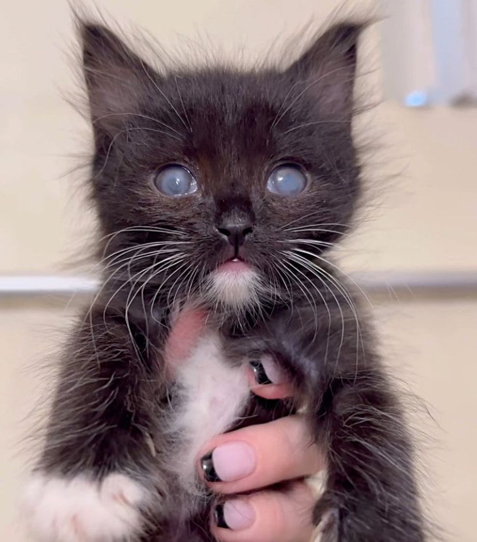 tuxedo kittens eyes blue
