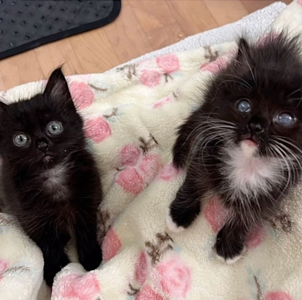 sweet kittens bonded