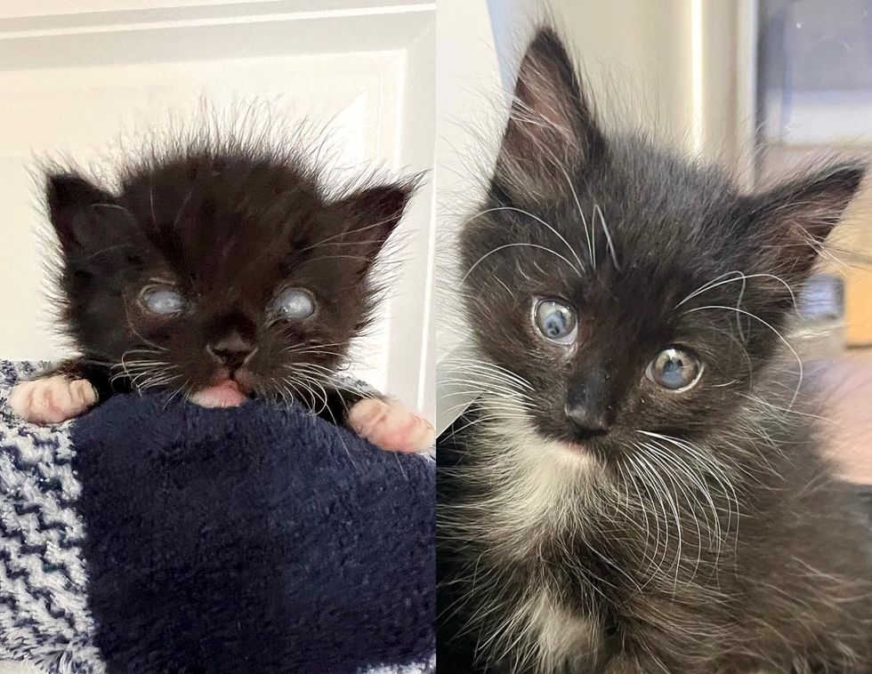 kitten tuxedo eyes