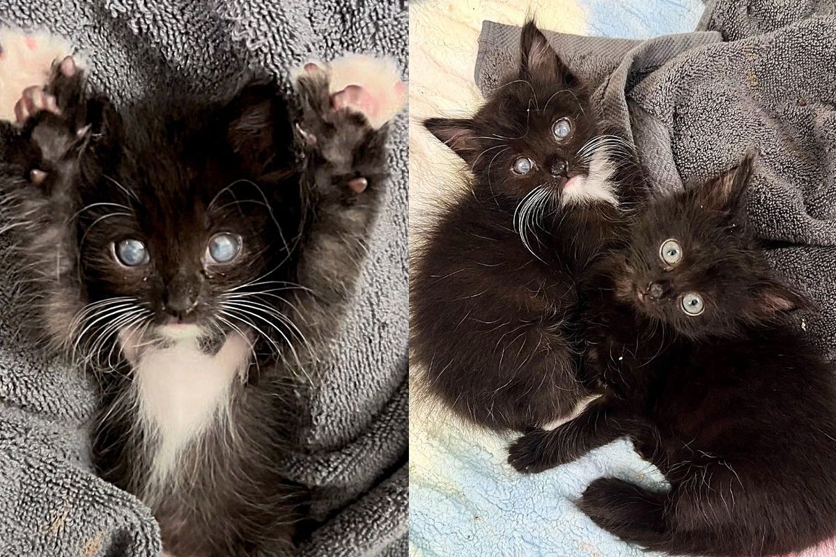 Kitten Looks as if He Has 'Ocean' in His Eyes, Starting to See Clearly, His Wish Fulfilled with Cat Sister