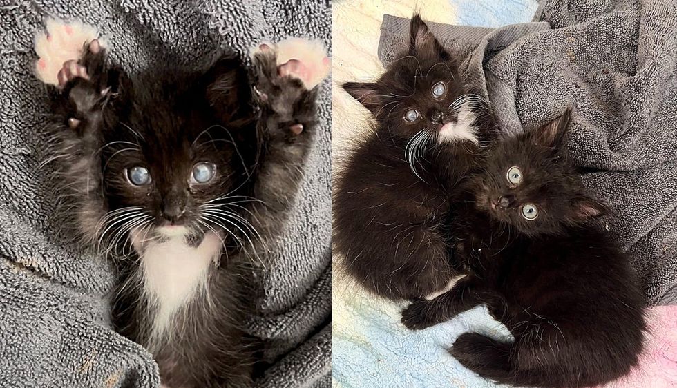 Kitten Looks as if He Has 'Ocean' in His Eyes, Starting to See Clearly, His Wish Fulfilled with Cat Sister