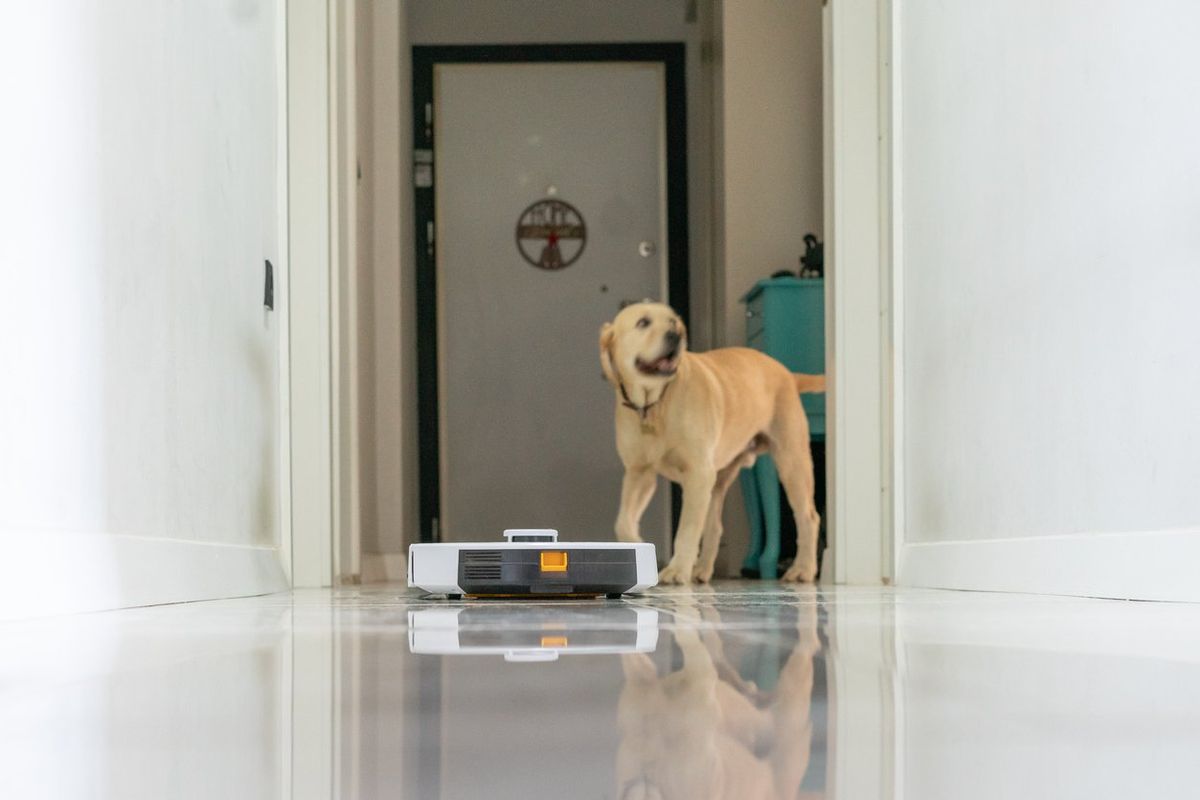 a photo of a dog and a robot vacuum in a hallway