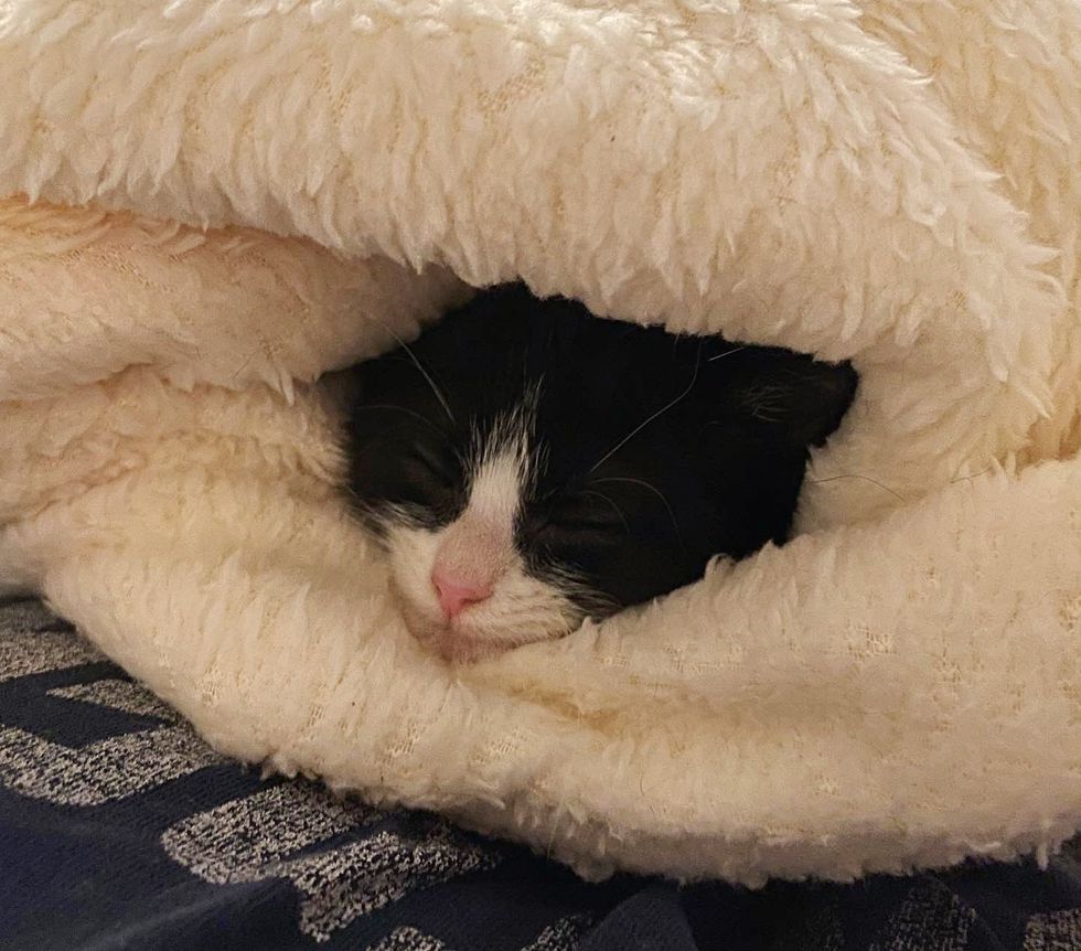 sleeping kitten tuxedo