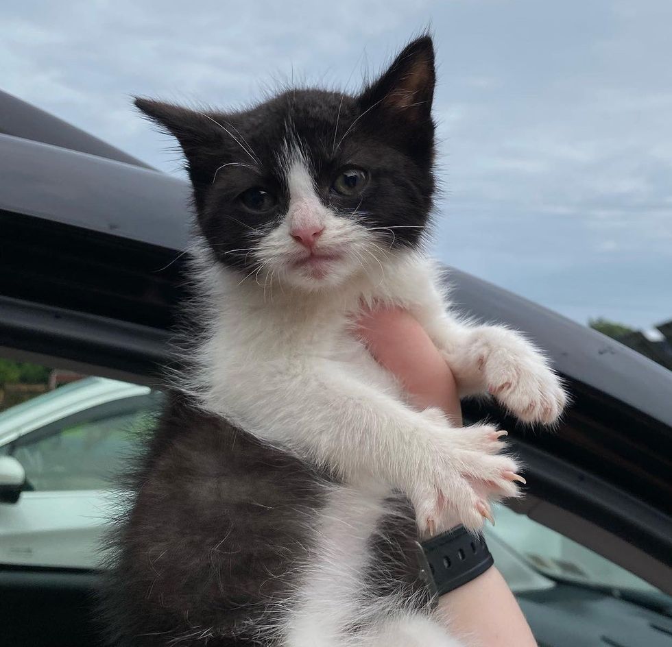 kitten paws rescued