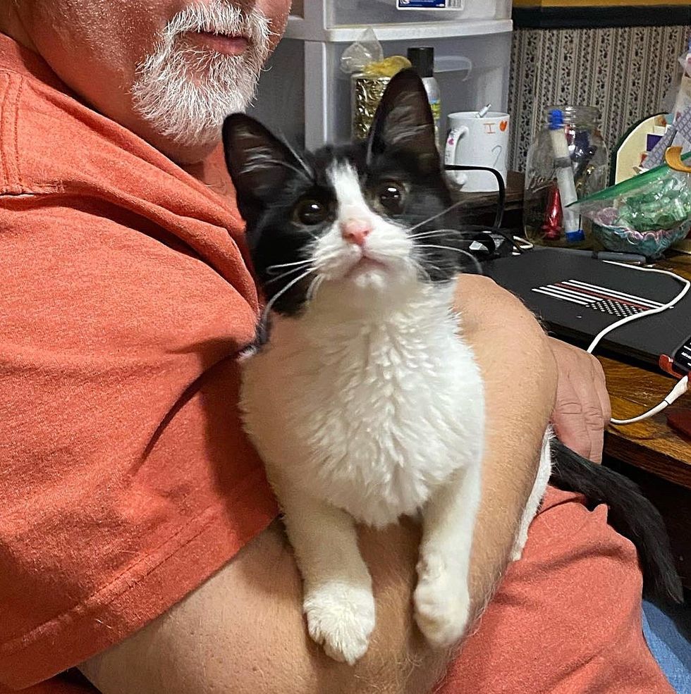 sweet kitten large  eyes