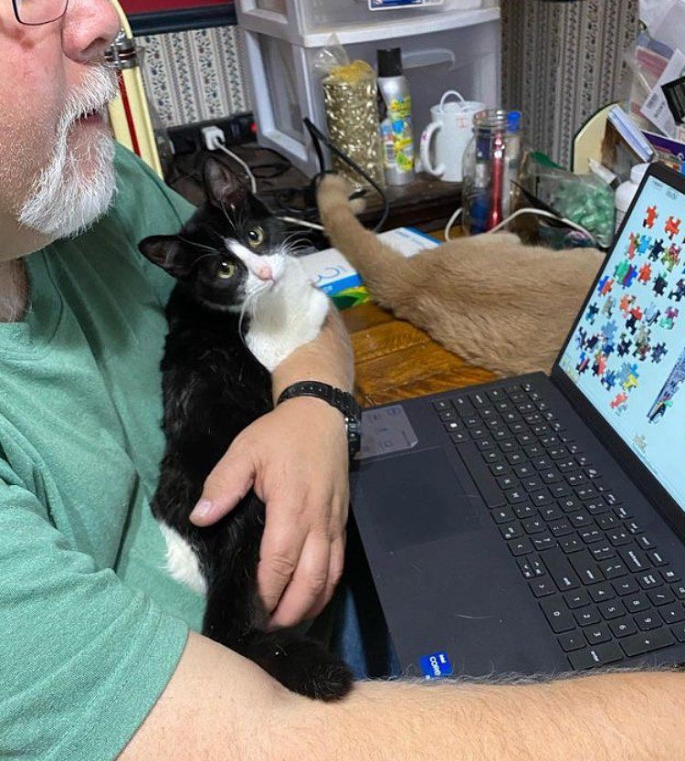 cat office computer assistant