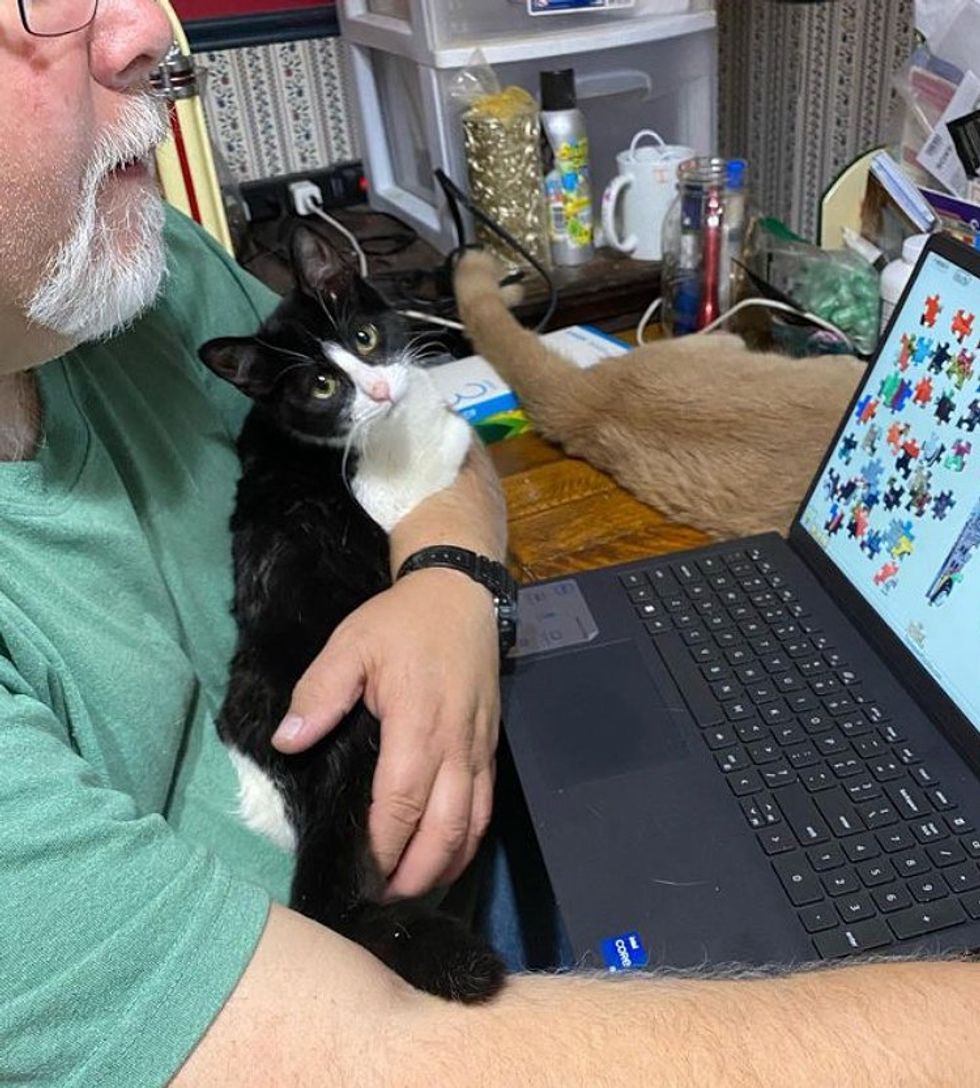 cat office computer assistant