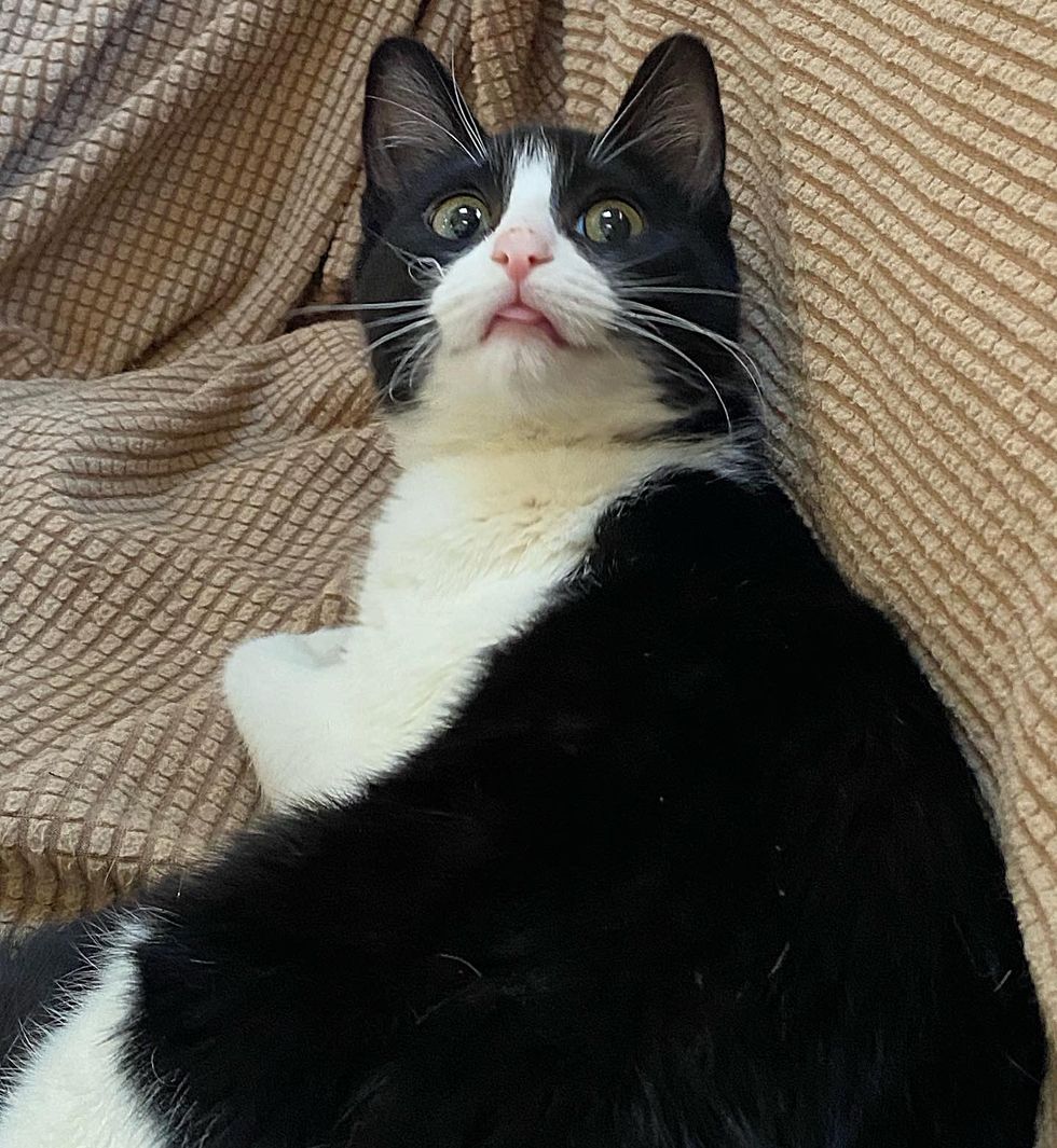 cute tuxedo feline  tongue