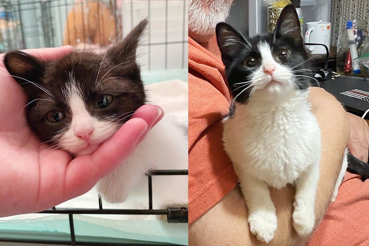 Kitten Longs to Be Held All the Time, Becoming Everyone's 'Assistant' Shortly After Being Saved