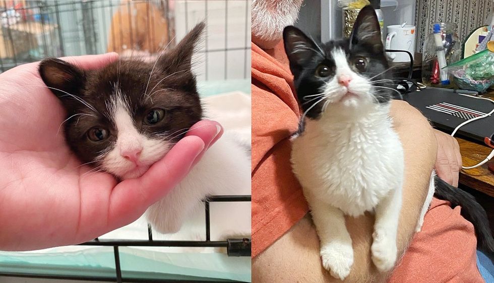 Kitten Longs to Be Held All the Time, Becoming Everyone's 'Assistant' Shortly After Being Saved