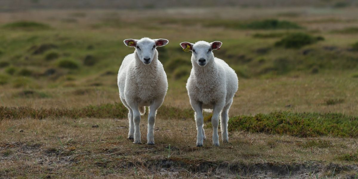 Two identical goats stare into the camera while standing in a field.