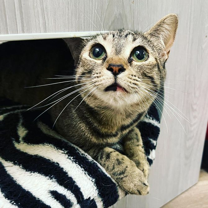 ntt.Heart’s Call: A Man Finds Connection with a Rescued Cat, Waiting at the Shelter for Almost 800 Days.