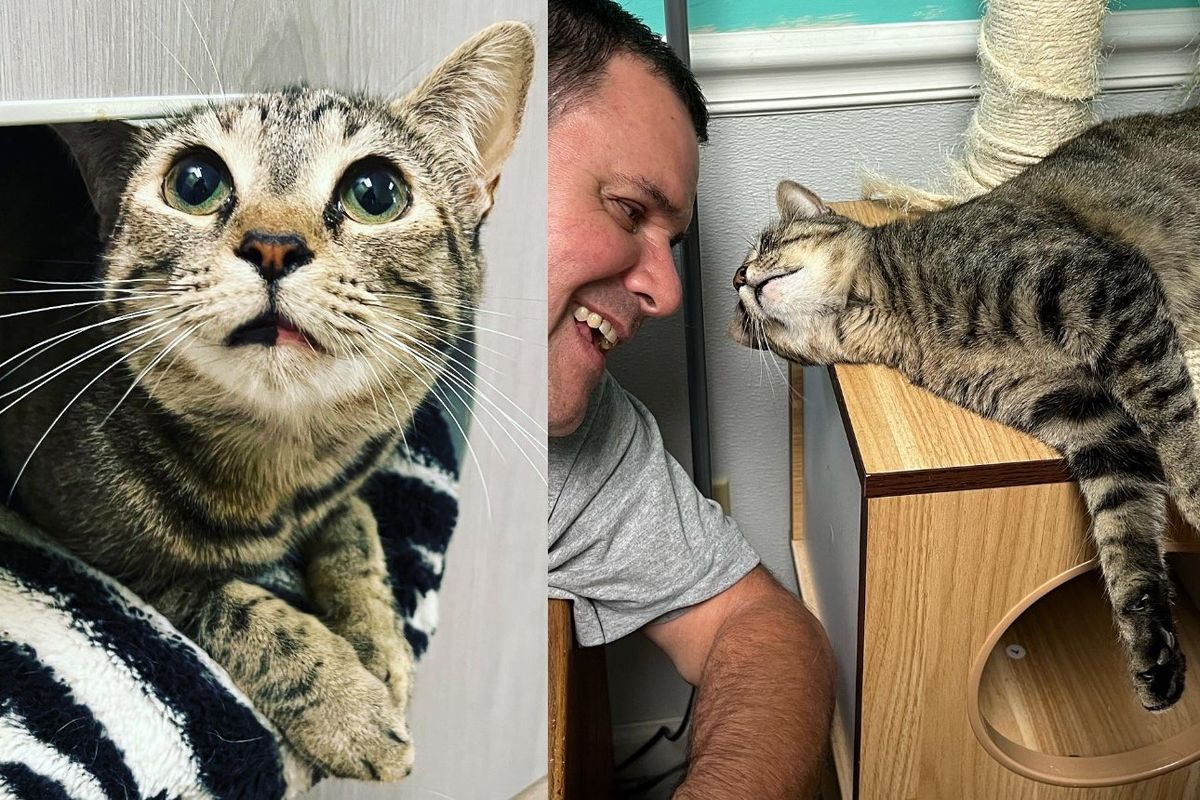 Man is Drawn to a Cat Who Has Waited for Nearly 800 Days at a Rescue Since She was Just a Kitten