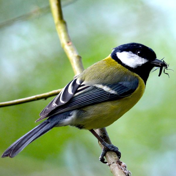 Great Tit bird