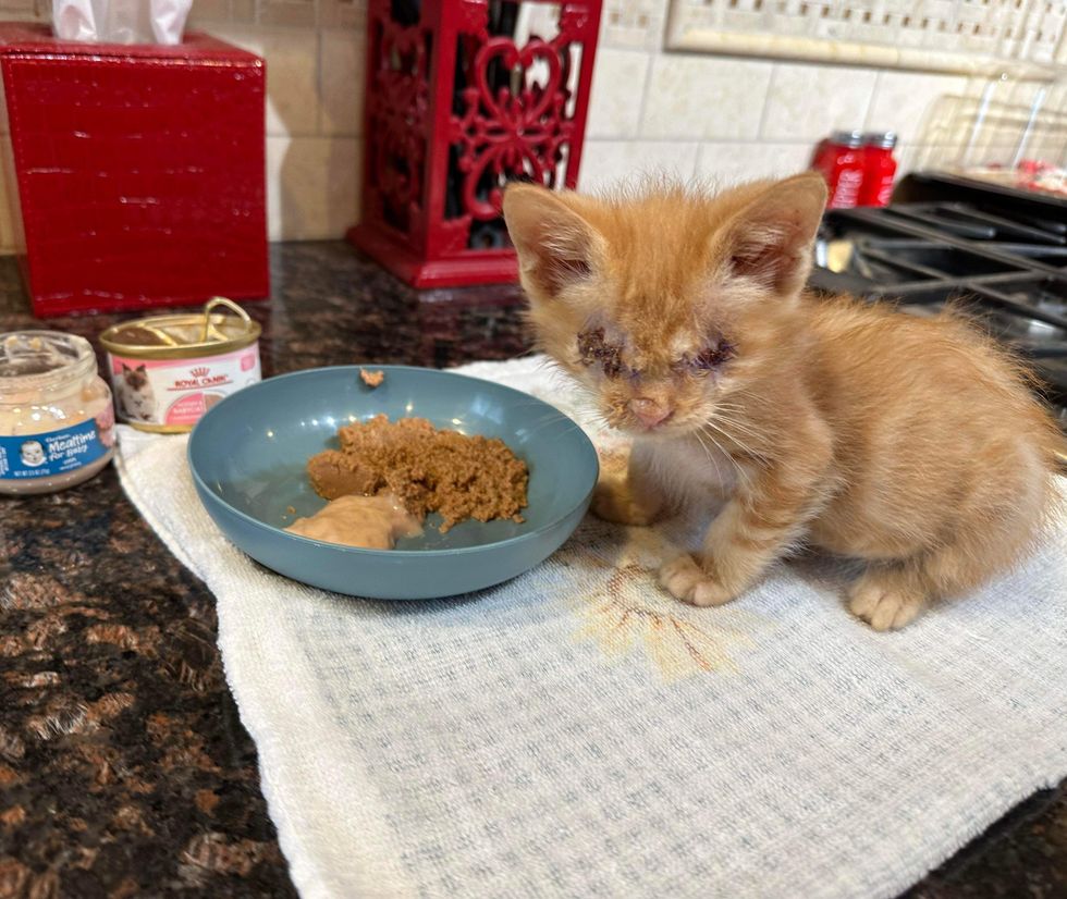 dulce gatito comiendo a ciegas