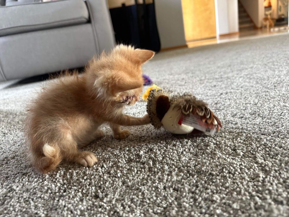 blind kitten playing