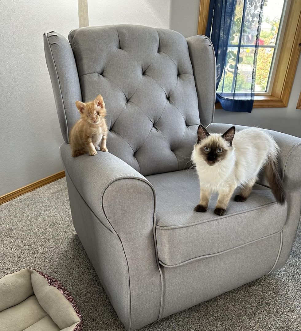 cat kitten climbs chair