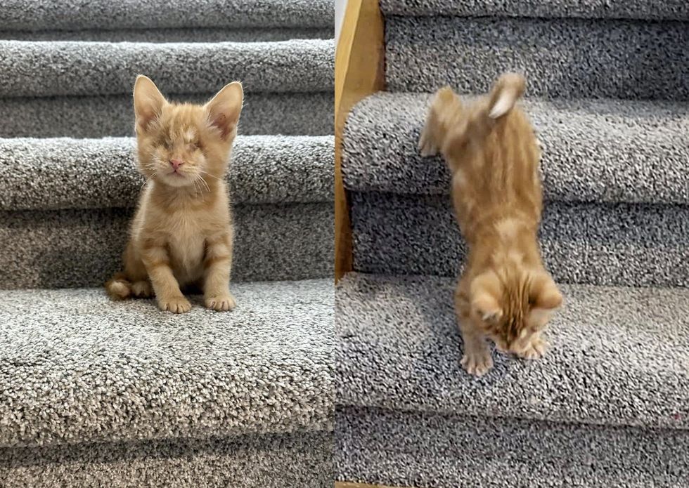 escaleras para gatitos ciegos