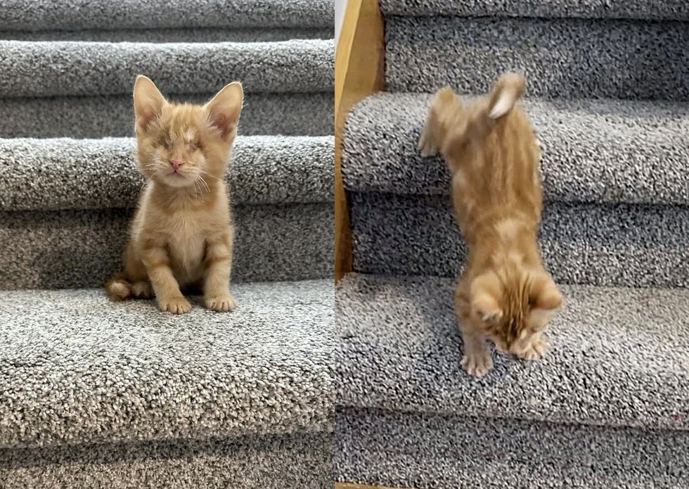 blind kitten stairs