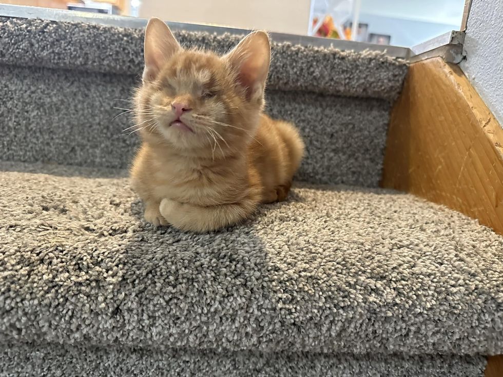 gatito holgazaneando escaleras