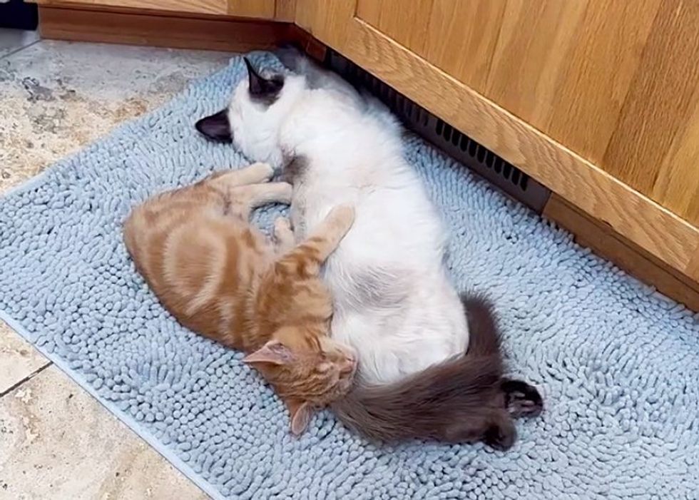 gato gatito abrazos