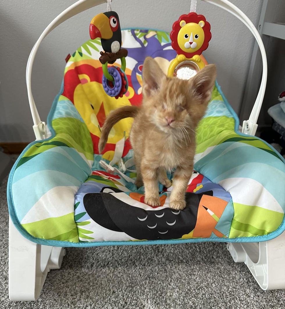 kitten helper rocker