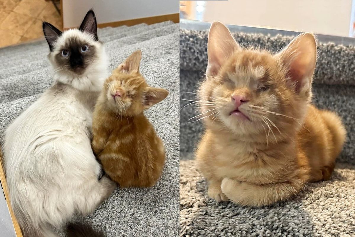 Kitten Clings to Family Cat and Shadows Him Everywhere, Getting Himself Adopted in the Process