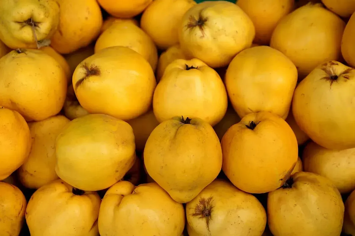 Le virtù della cotogna, frutto ideale per le diete