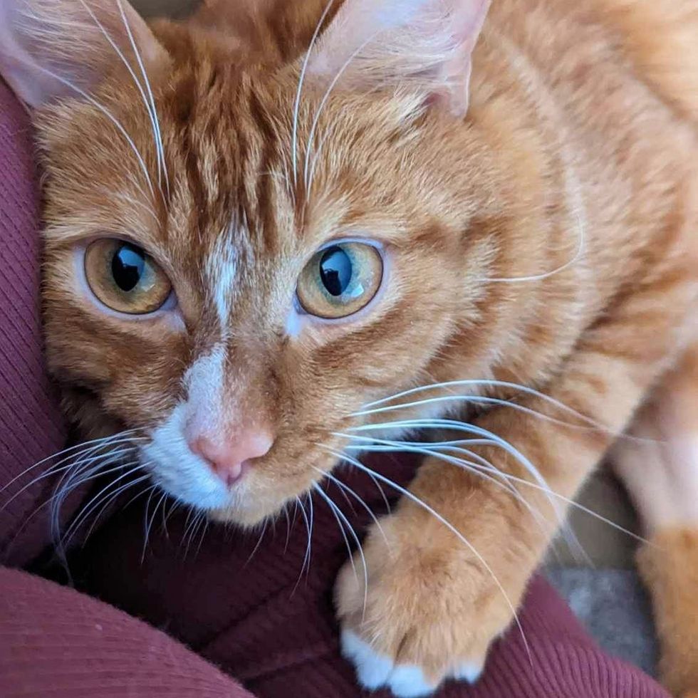 cuddly ginger cat