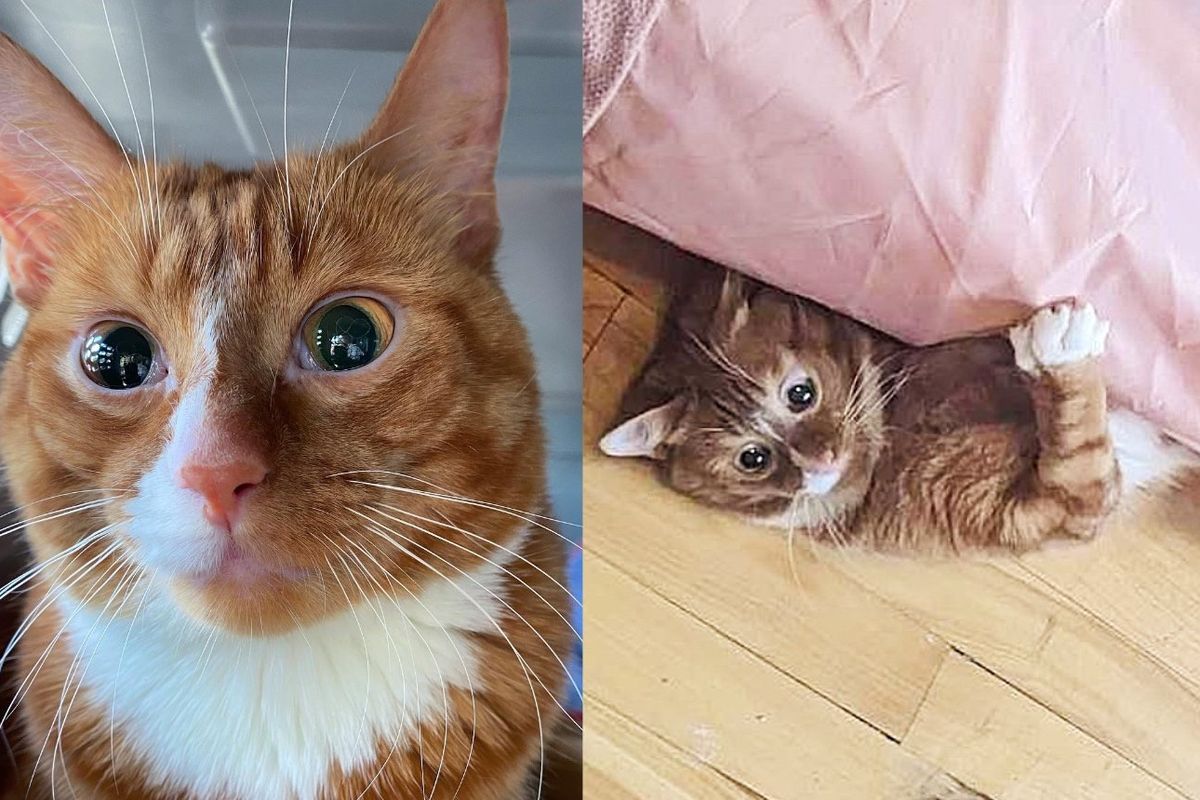 Woman Finds Cat Near Busy Street Asking for Help and Changes His Life Forever