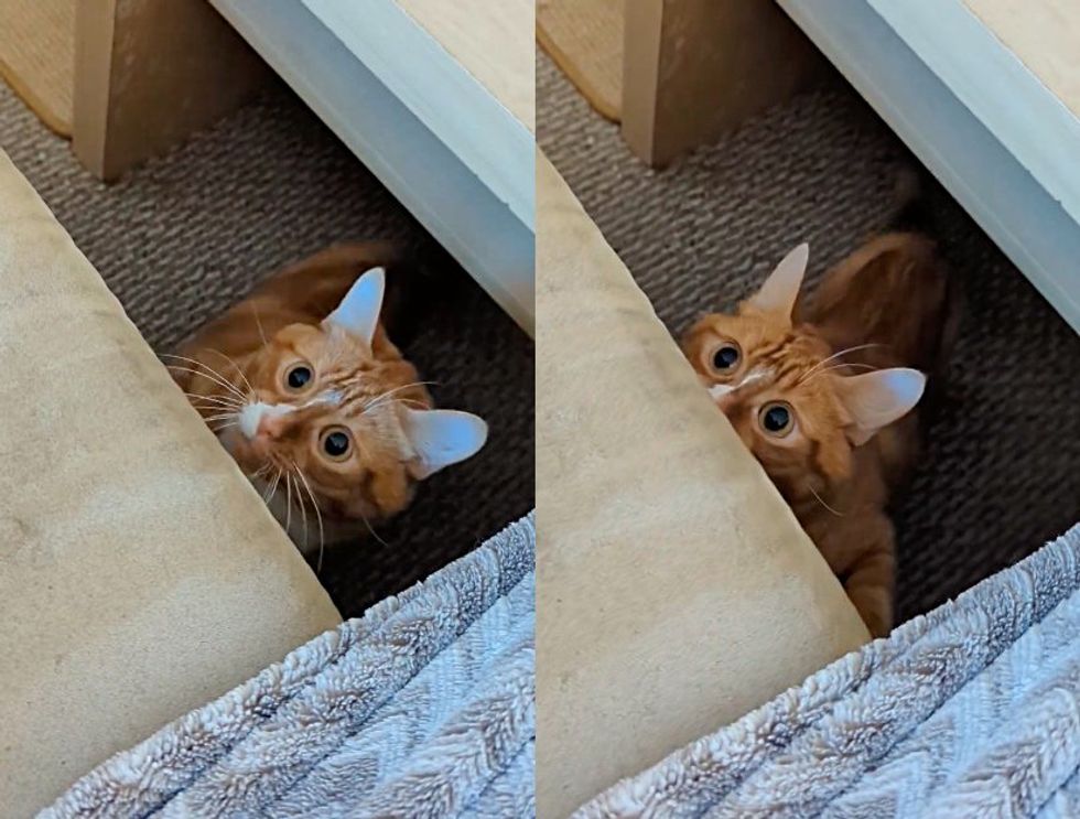 playful ginger cat big eyes