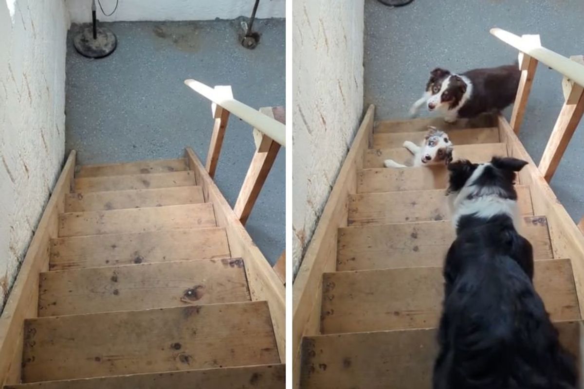 dog can't go up stairs; funny dog videos; pets; viral tiktok; Australian Sheppard stairs