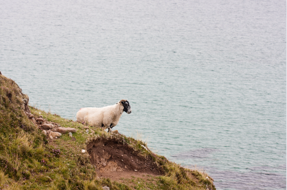 Five farmers rally to save 'world's loneliest sheep' who spent 2 years stranded by herself