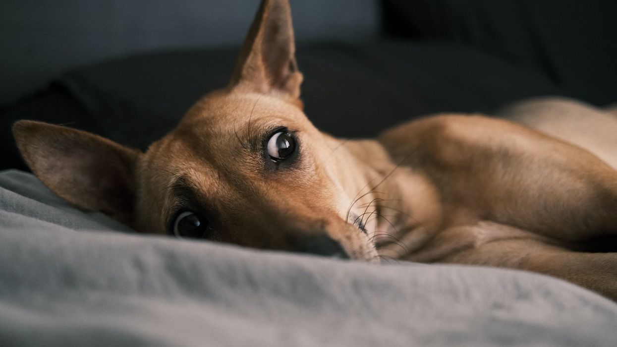 A brown mini pinscher laying down, has it's ears perked and looks to side in worry