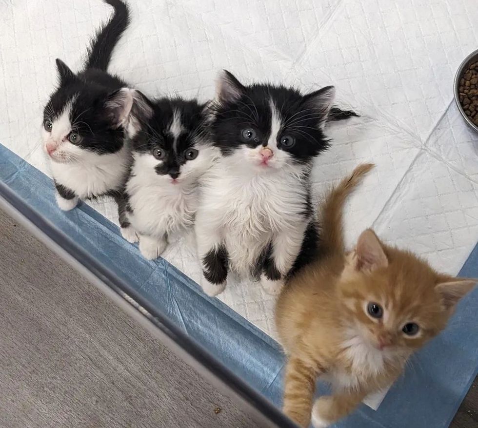fluffy kittens standing