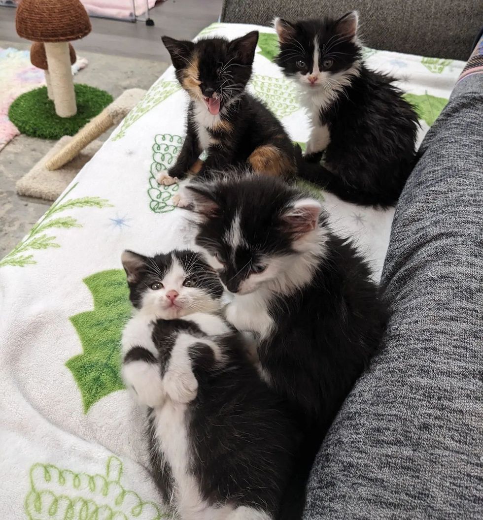snuggly kittens couch