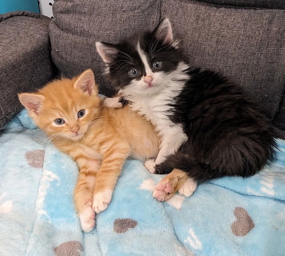 snuggly fluffy kittens