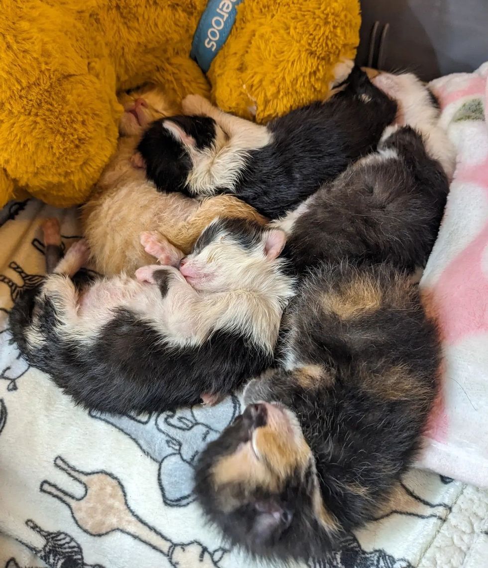 sleeping newborn kittens