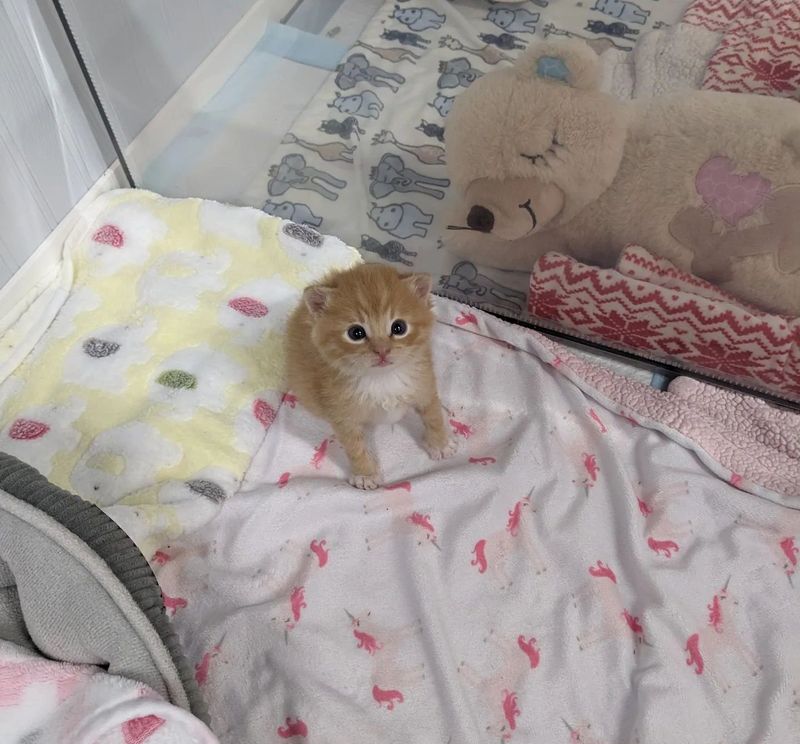 tiny ginger kitten