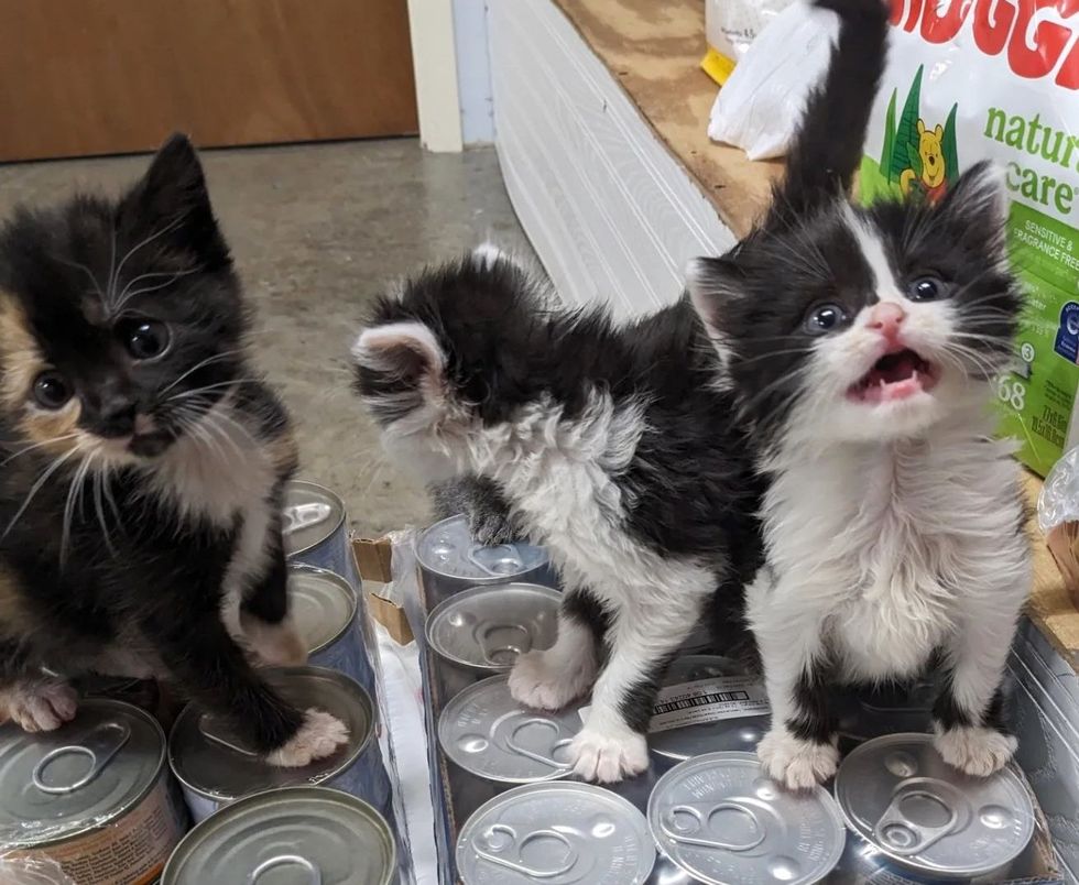 kittens on can food