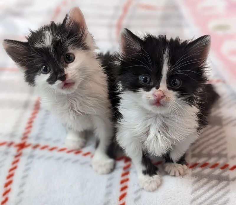 fluffy cow kittens