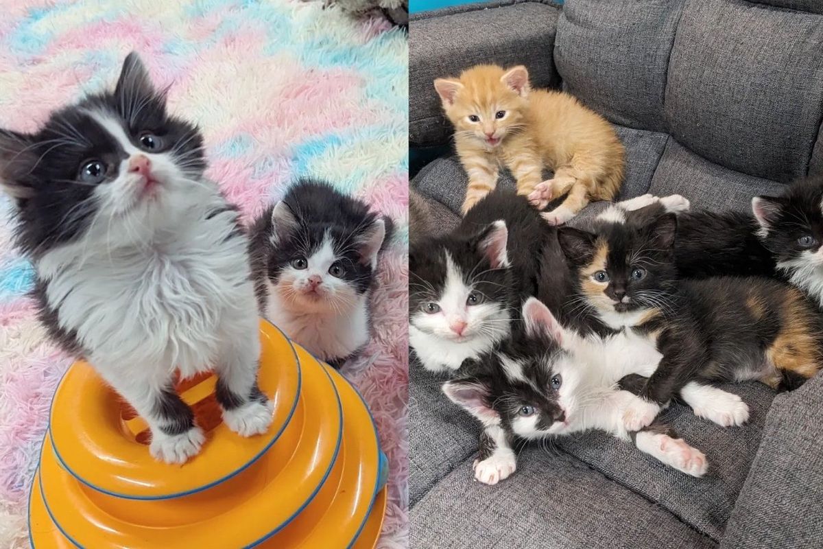 Five Kittens Come into Family's Home for a New Start, with Two of the Cats Leading the Clowder