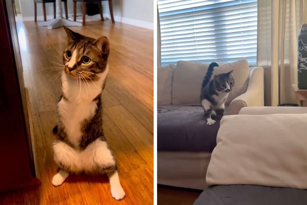 Kitten named Duck, learns run on two feet and she looks like an adorable velociraptor