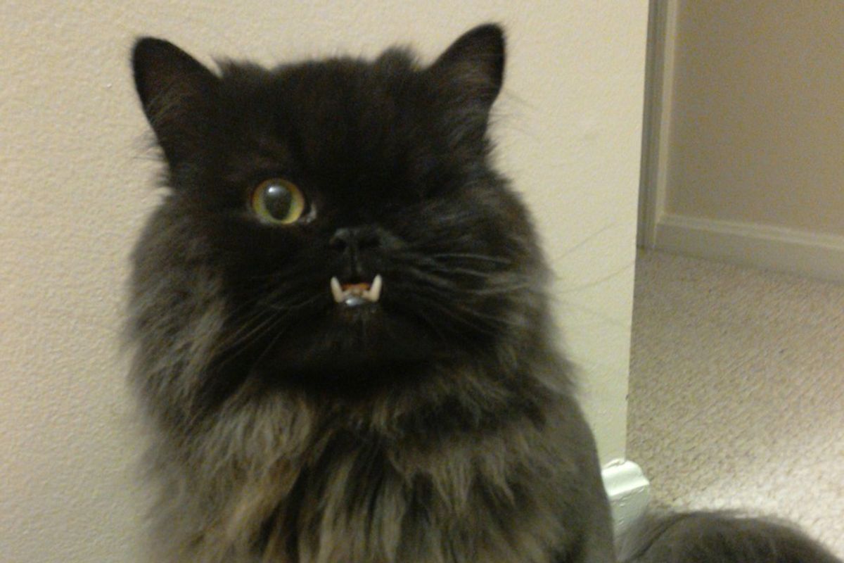 Cat with an Underbite and a Wink is Saved by Vet from Death Row