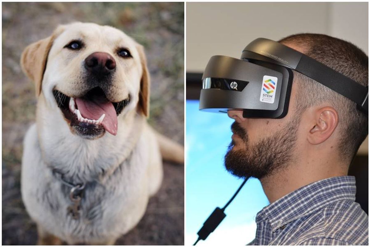 virtual reality, labradors, daniel esparza