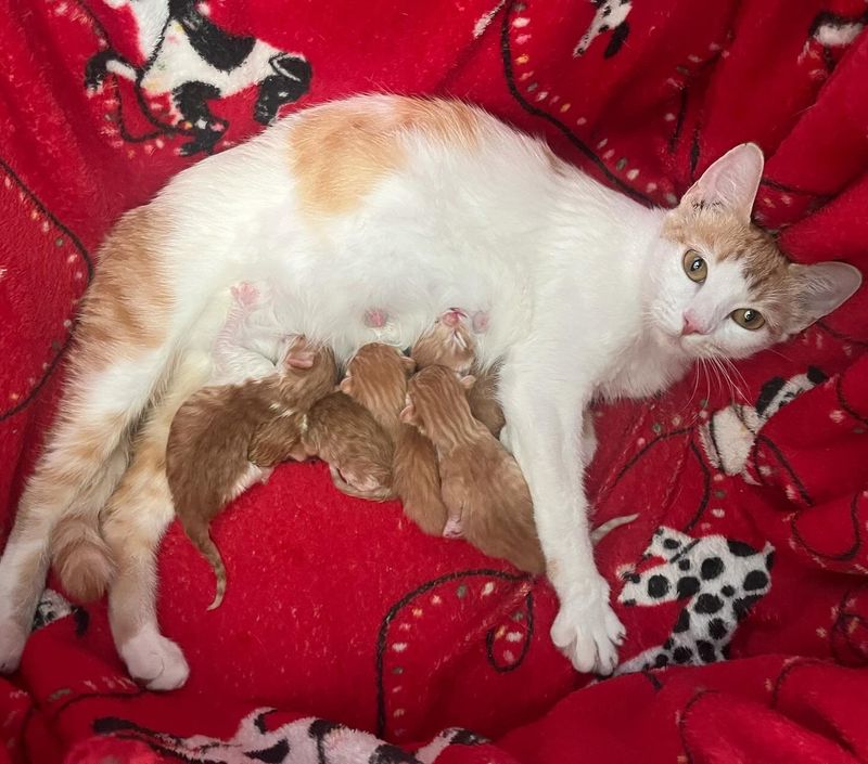 cat mom nursing kittens