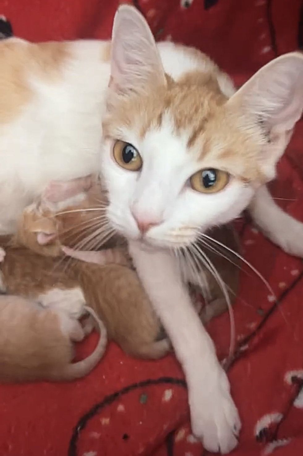 cat mom nursing kittens