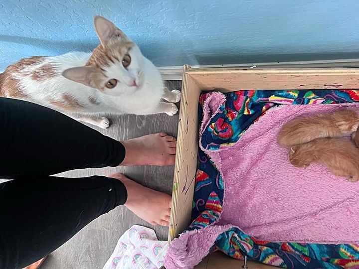 aww "A Joyful Community Cat Discovers Refuge, and Within Days, Five Adorable Kittens