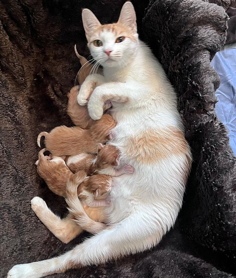 cat mom nursing kittens