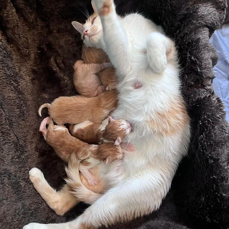 cat mom nursing kittens